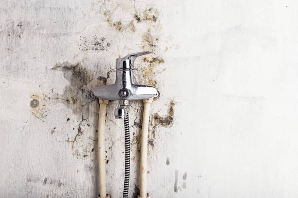Reliable Kingsburg, CA Mold Remediation Solutions