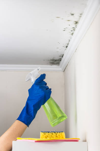 Best Mold Testing and Inspection Services in Kingsburg, CA