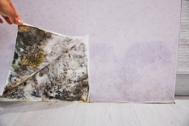 Best Mold Remediation for Schools in Kingsburg, CA